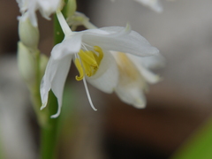 Chlorophytum tuberosum