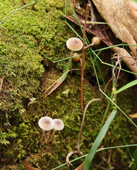 Mycena austrofilopes