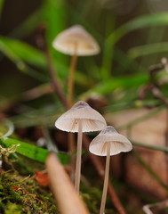 Mycena austrofilopes