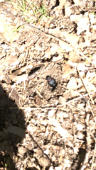 Physomeloe corallifer