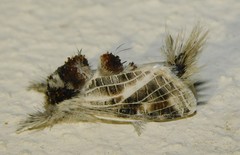 Salagena reticulata