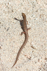 Elgaria paucicarinata