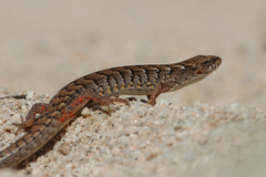 Elgaria paucicarinata