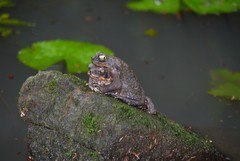 Rhinella marina
