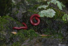 Trigoniulus corallinus