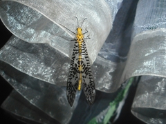 Palparini
