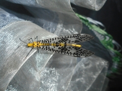 Palparini