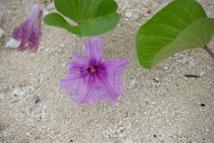 Ipomoea pes-caprae