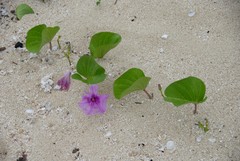 Ipomoea pes-caprae