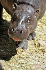 Hippopotamidae