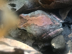 Pseudacris hypochondriaca curta