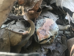 Pseudacris hypochondriaca curta