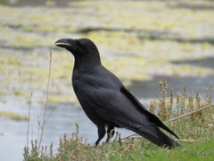 Corvus macrorhynchos