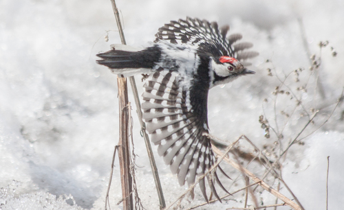 Lesser Spotted Woodpecker