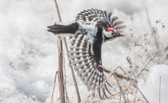 Lesser Spotted Woodpecker photo 2