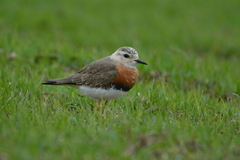 Charadrius veredus