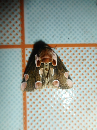 Thyatira batis batis