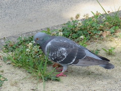 Columba livia domestica