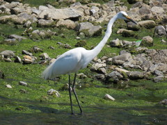Ardea alba