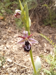 Ophrys reinholdii