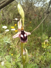 Ophrys reinholdii