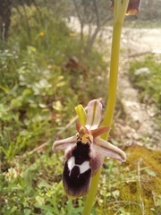 Ophrys reinholdii