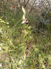 Ophrys reinholdii
