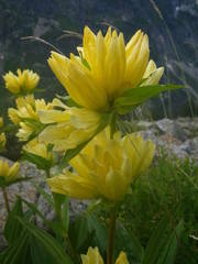 Gentiana burseri