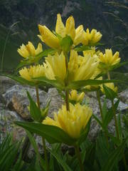 Gentiana burseri