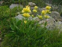Gentiana burseri