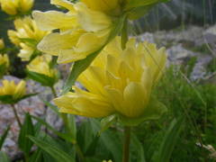 Gentiana burseri