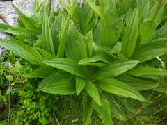 Gentiana burseri
