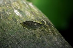 Image of Pseudaneitea papillata