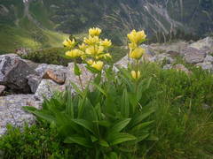 Gentiana burseri