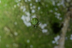 Cryptaranea atrihastula