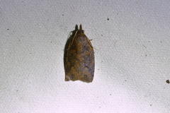 Planotortrix