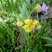 Lomatium bradshawii - Photo Bureau of Land Management, sin restricciones conocidas de derechos (dominio público)