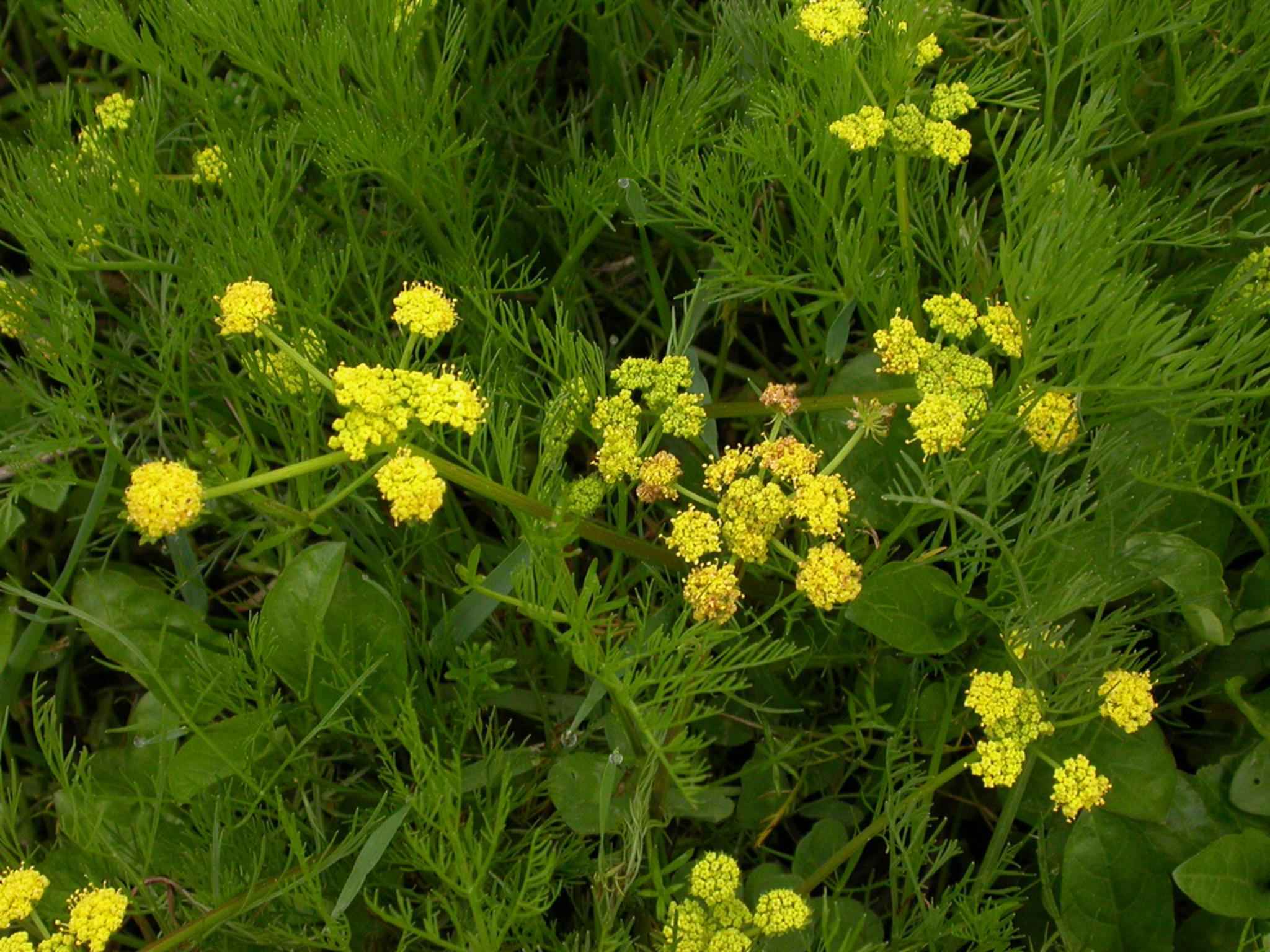 Lomatium bradshawii