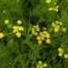 Lomatium bradshawii - Photo Dillon Jeff, U.S. Fish and Wildlife Service，沒有已知版權限制（公共領域）