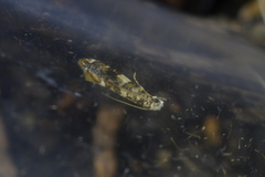 Eschatotypa derogatella