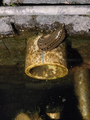 Whitmania pigra