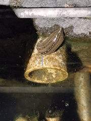 Whitmania pigra