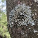 Powdered Speckled Shield Lichen - Photo (c) Heikel B., some rights reserved (CC BY-NC), uploaded by Heikel B.