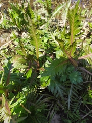 Rorippa amphibia
