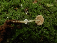Pholiotina gracilenta