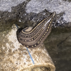 Whitmania pigra