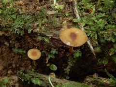 Pholiotina gracilenta