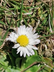 Bellis perennis