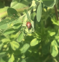 Gonioctena fornicata