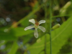 Azadirachta indica image